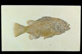 Fossil Fish (Priscacara) - Green River Formation #122676-1
